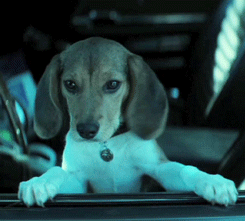 John Wick Puppy